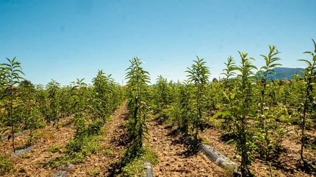 Filari di castagni nel vivaio Cascina Sciolla a Cavour