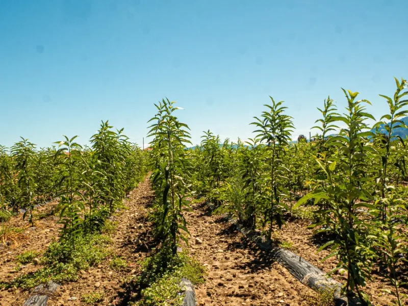 Filari di castagni nel vivaio Cascina Sciolla a Cavour