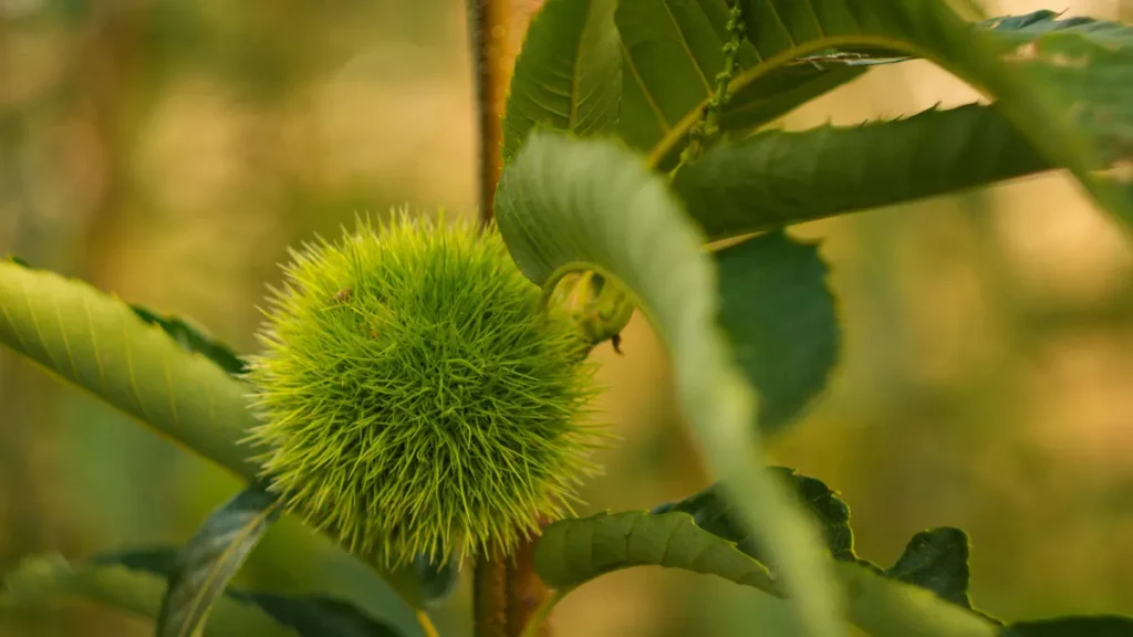 Dettaglio delle foglie di castagno nel vivaio