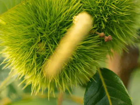 Piante da frutto