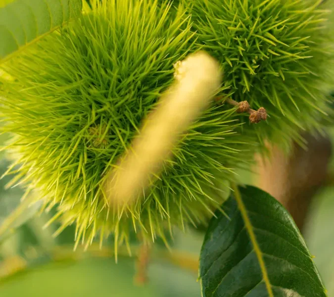 Piante da frutto coltivate nel vivaio in Piemonte