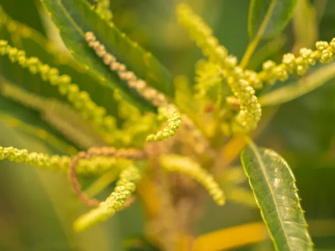 Piante ornamentali